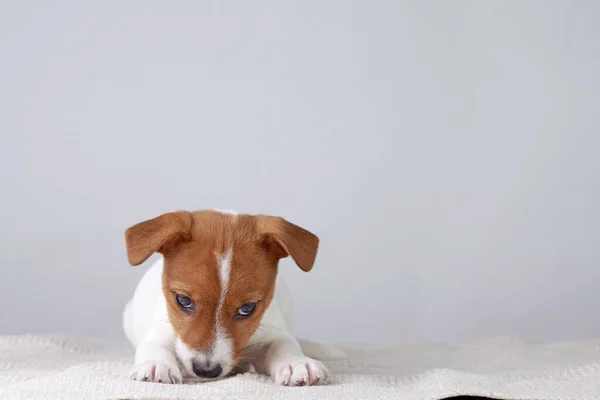 Jack Russel Terrier Cachorro Cachorro Encontra Fundo Cinza — Fotografia de Stock