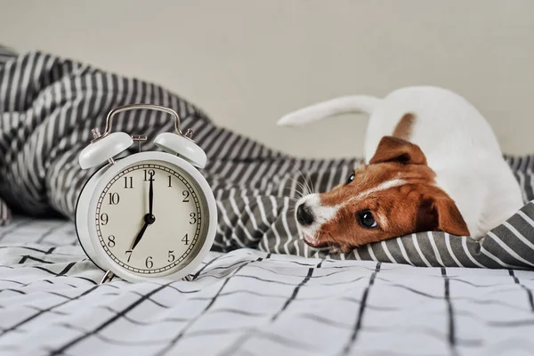 Jack Russell Terrier Dog Vintage Alarm Clock Bed Wake Morning — Stock Photo, Image