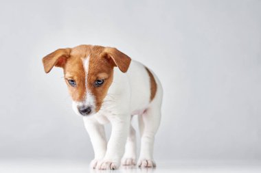 Beyaz arka planda Jack Russel Teriyer yavru köpeği.