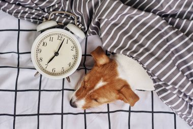 Jack Russell Terrier köpeği, klasik çalar saatle yatakta uyur. Uyanın ve sabah konsepti