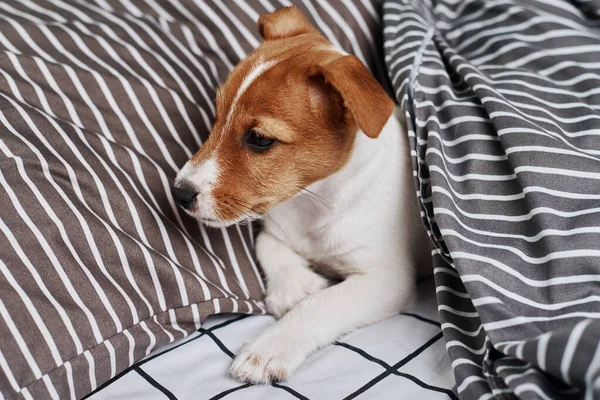 Jack Russell terrier dog under blanket in bed