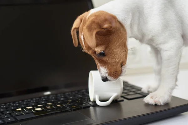 Собака Разлила Кофе Клавиатуру Ноутбука Ущерб Собственности Домашних Животных — стоковое фото