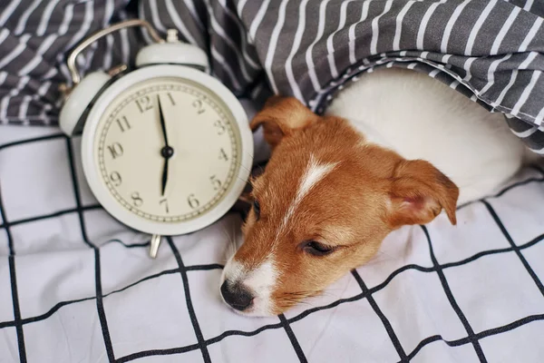 Jack Russell Terrier Dog Sleeps Bed Vintage Alarm Clock Wake — Stock Photo, Image