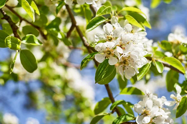 Blooming Plant Blue Sky Summer Day Spring Background — Stock Photo, Image