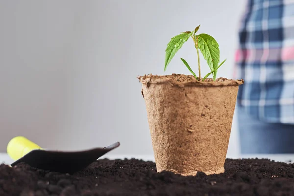 Plant care concept. Small plant in new pot on soil