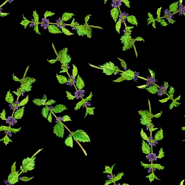 Modello senza soluzione di continuità con piante da disegno ad acquerello di menta — Foto Stock