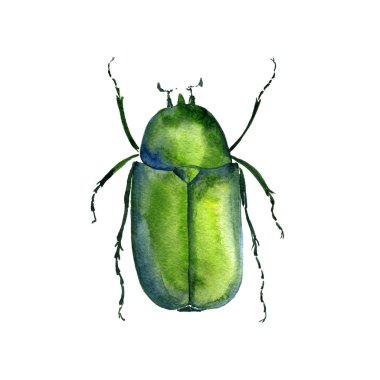 Sulu Boya çizim chafer