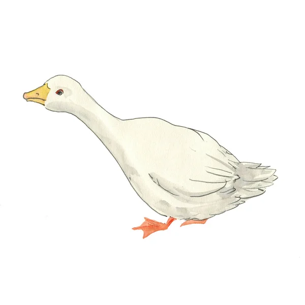 水彩绘画白鹅 — 图库照片