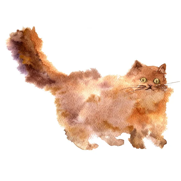 Watercolor brown fluffy cat — Stock Photo, Image