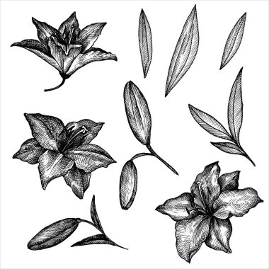 Vintage vektör çiçek set