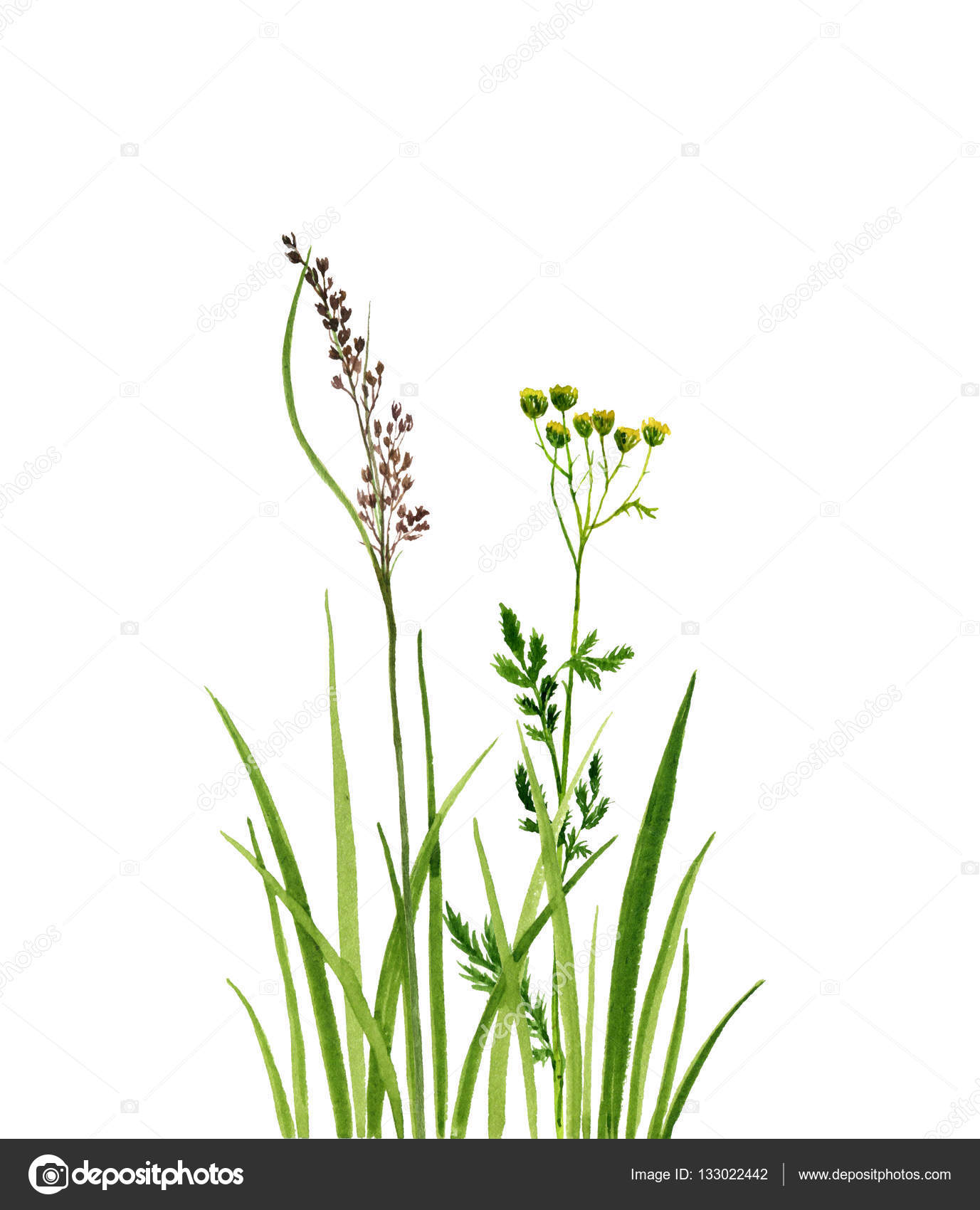 aquarela desenho de flores e grama verde stock photo