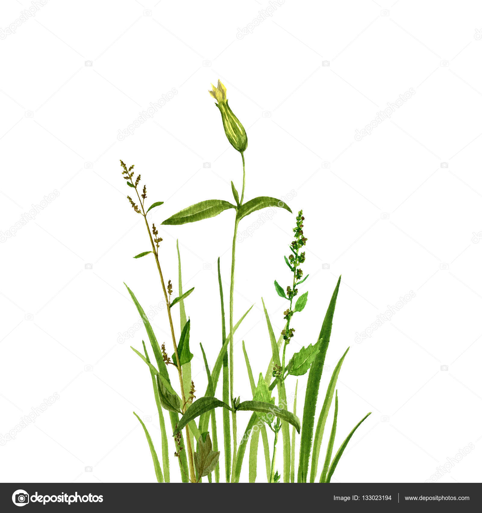 Acquerello disegno fiori ed erba verde — Foto Stock Acquerello disegno fiori ed erba verde — Foto Stock