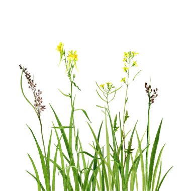 Yeşil çim ve çiçek Çizim suluboya