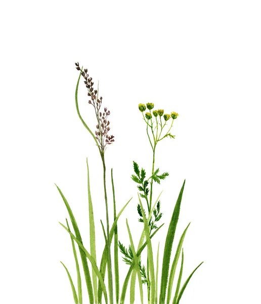 Watercolor drawing green grass and flowers — Stock Photo, Image