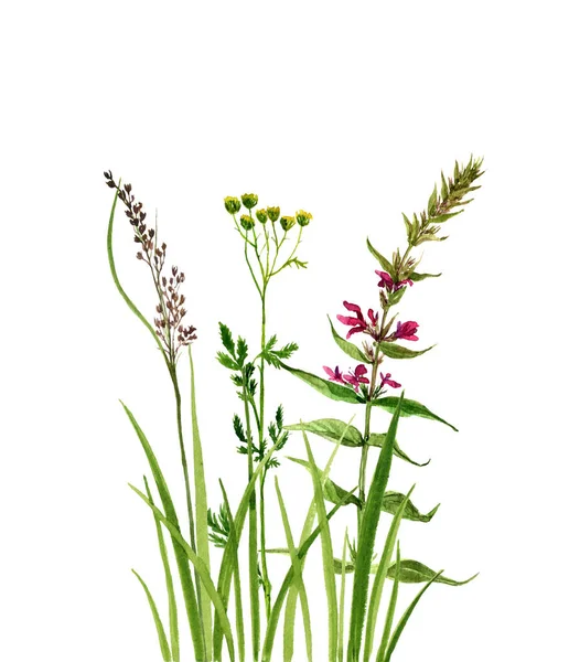 Watercolor drawing green grass and flowers — Stock Photo, Image