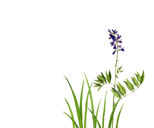 Watercolor drawing green grass and flowers — Stock Photo, Image