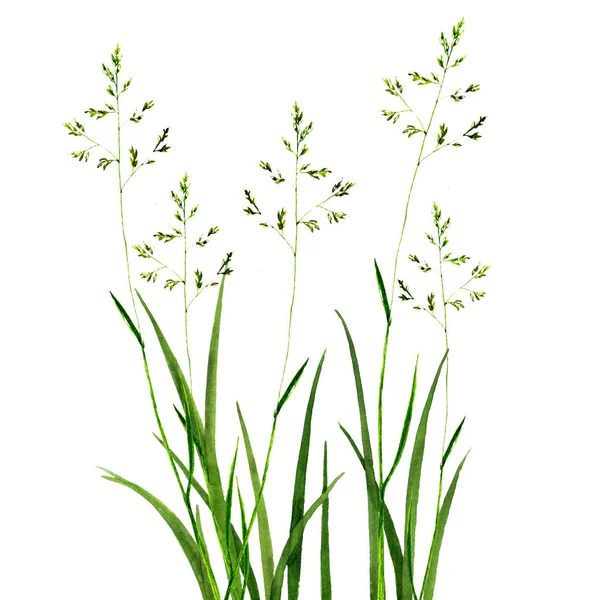 Watercolor drawing green grass — Stock Photo, Image