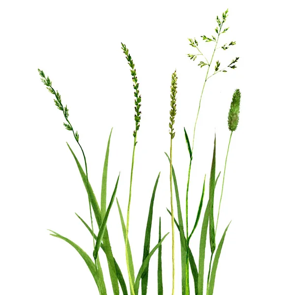 Aquarel tekenen van groen gras — Stockfoto