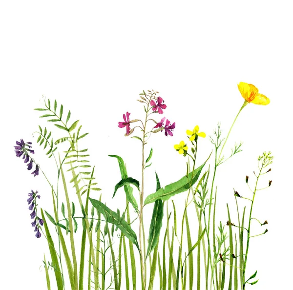 Watercolor drawing green grass and flowers — Stock Photo, Image