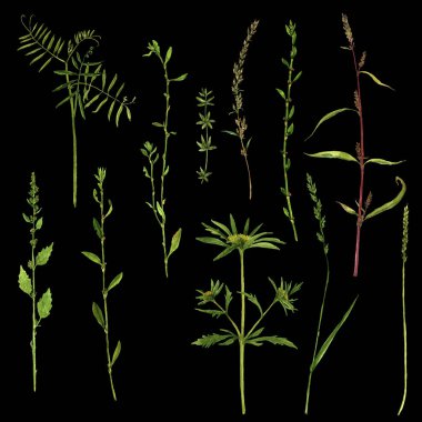 Sulu Boya çizim bitkilerin vektör set
