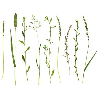 Sulu Boya çizim bitkilerin vektör set