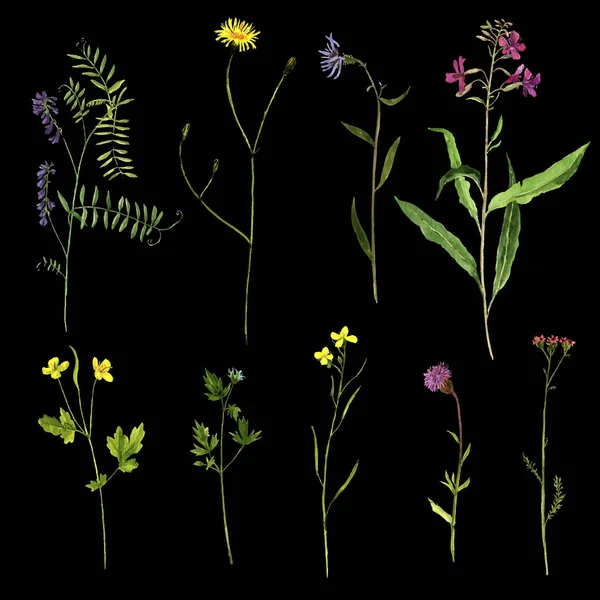 Vector set of watercolor drawing plants — Stock Vector