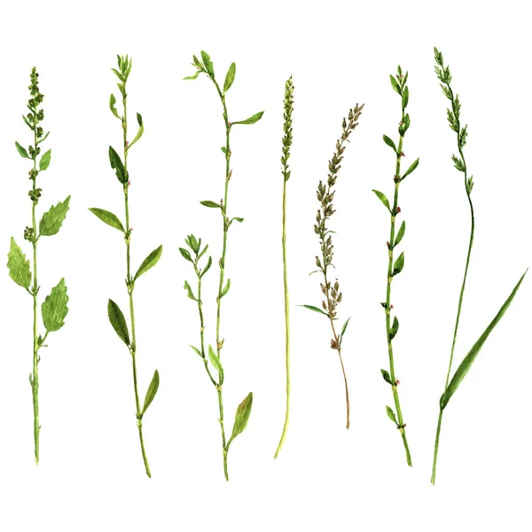 Vektor-Set von Aquarell-Zeichnungen Pflanzen — Stockvektor