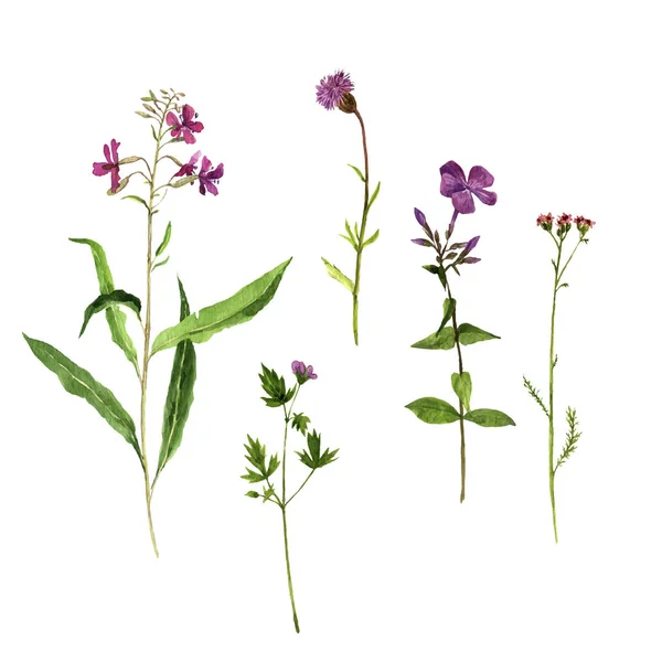 Vector uppsättning akvarell ritning växter — Stock vektor