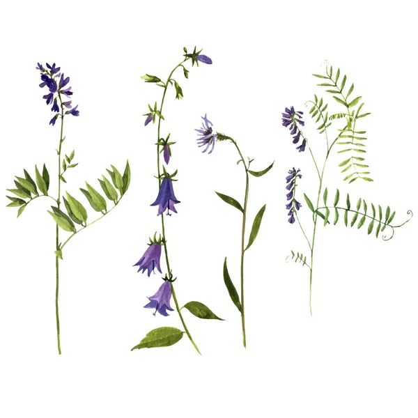 Ensemble vectoriel de plantes dessinées à l'aquarelle — Image vectorielle