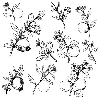 meyve ağacı dalları yaprakları ve meyveleri ile kümesi