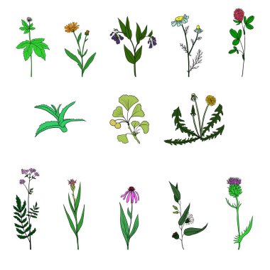 vektör set tıbbi bitkiler