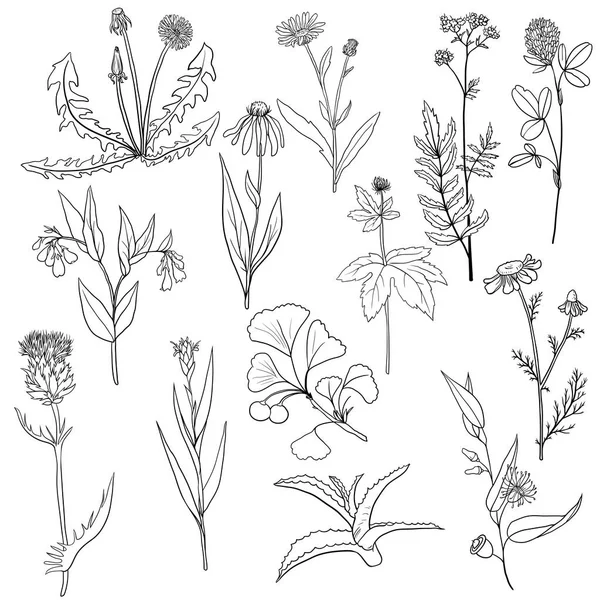 Vector conjunto de plantas medicinales — Vector de stock