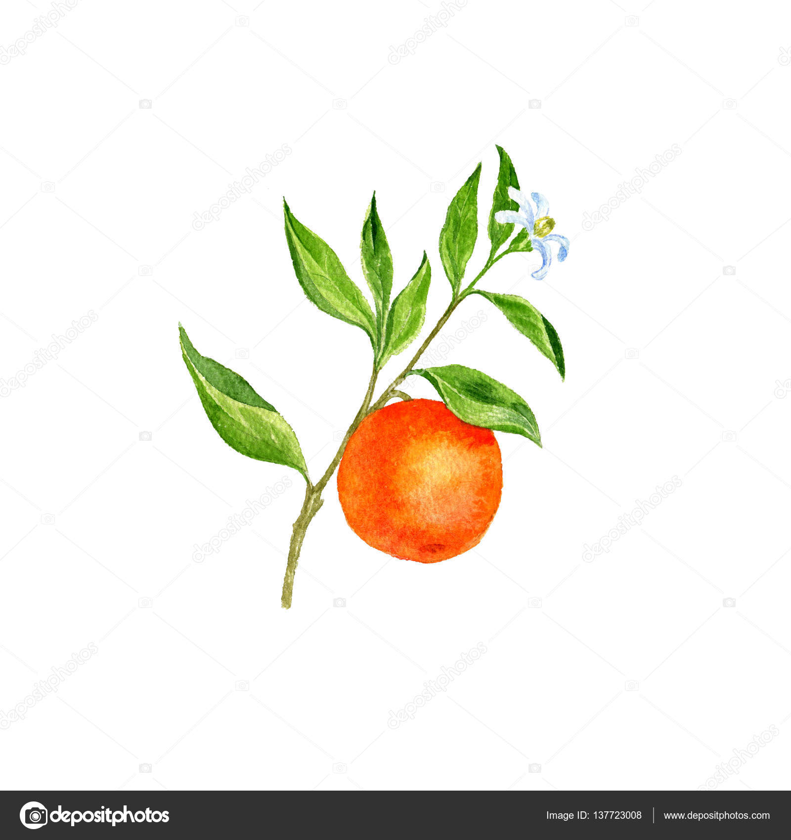 An orange tree hand-drawn in doodle style. Black outline of an orange tree  on a white background. Vector illustration. 7763875 Vector Art at Vecteezy
