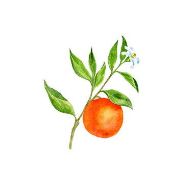 portakal ağacı dalı çiçekler, yapraklar ve portakal ile