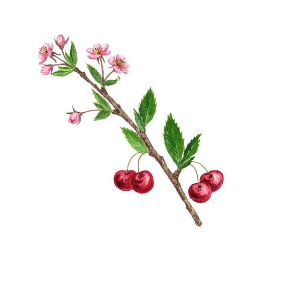 Гілка вишневого дерева з квітами, листям і ягодами — стокове фото