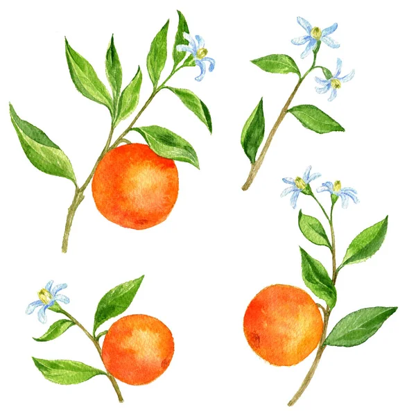 Set of fruit tree branches with flowers, leaves and oranges — Stock Photo, Image