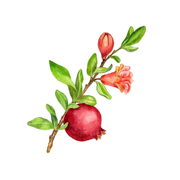 De vertakking van de beslissingsstructuur van fruit met bladeren, bloem en granaatappel — Stockfoto