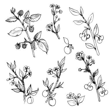 meyve ağacı dalları yaprakları ve meyveleri ile kümesi