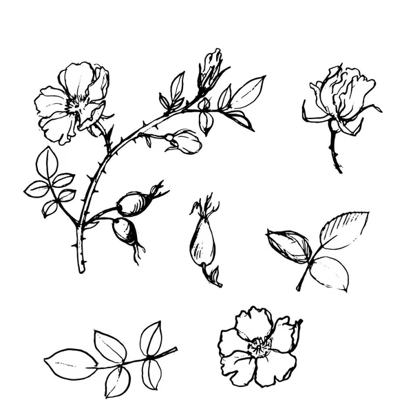 Vektor divoké růže strom větve s listy a plody — Stockový vektor