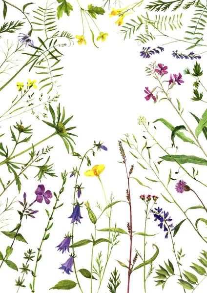 Watercolor drawing plants — Stock Photo, Image