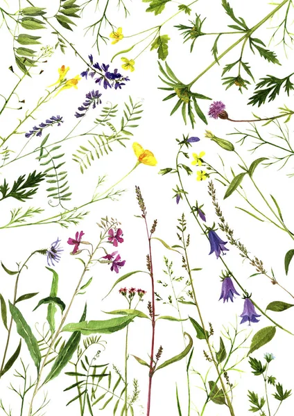 Akvarell, teckning växter — Stockfoto