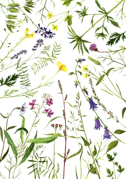 Watercolor drawing plants