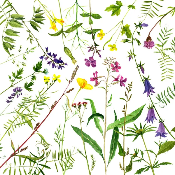 Akvarel, kresba rostliny — Stock fotografie