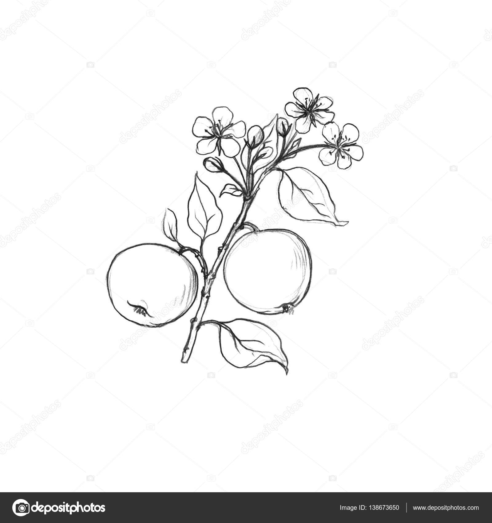 Fruit tree branch with flowers leaves and apples stock illustration by