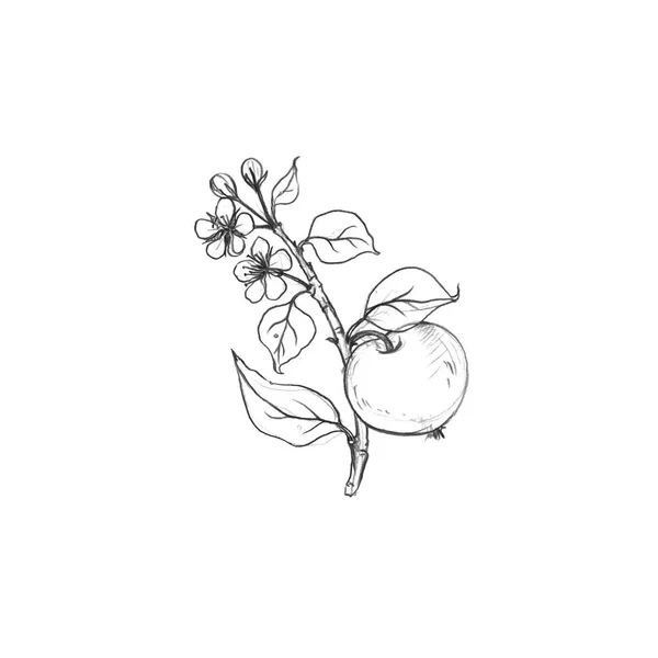 花、葉、リンゴとフルーツの木の枝 — ストック写真