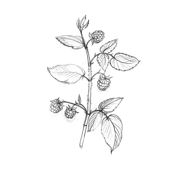 Rarpberry boomtak met bladeren en bessen — Stockfoto