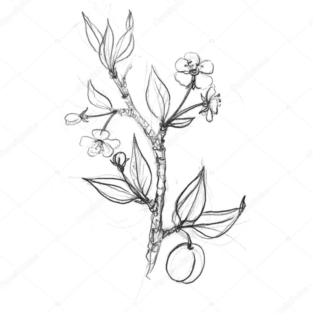Illustrazione stock Rami di alberi da frutto con fiori, foglie e prugne di  ©cat_arch_angel #138673672, image size:1024x1024