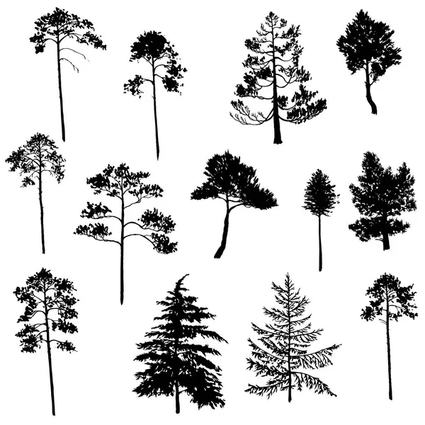 Vector set of conifer trees — Stock Vector