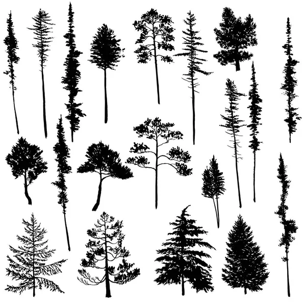 Vector set of conifer trees — Stock Vector