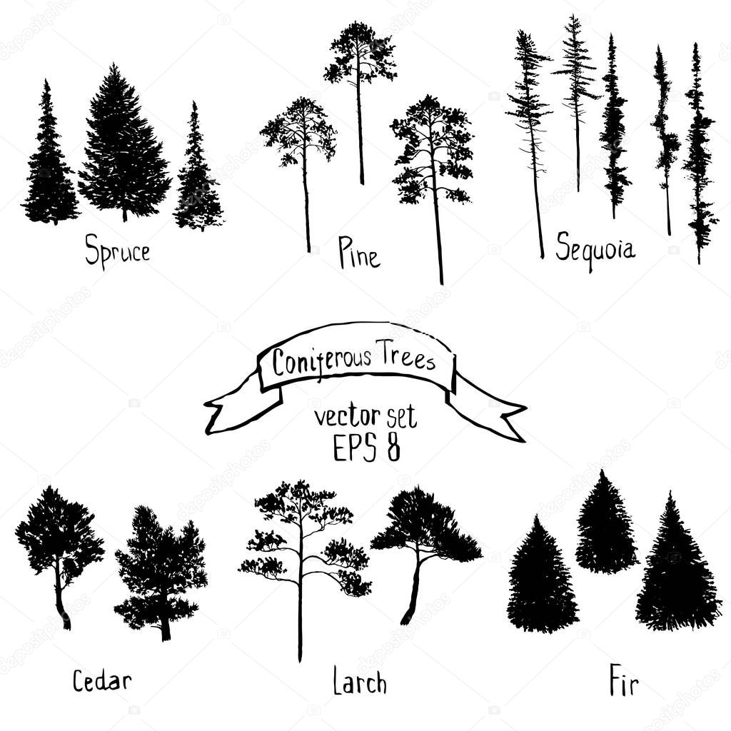 vector set of conifer trees